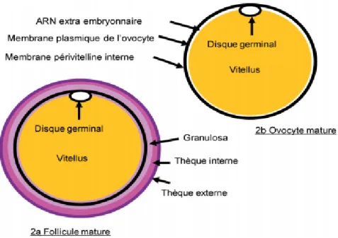 Figure n°5. L’ovocyte de poule (Elis, 2007). 