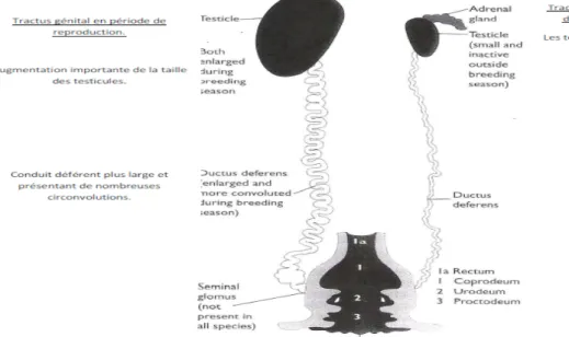 Figure n°8 : Anatomie du tractus génital mâle au repos et en période de reproduction.  