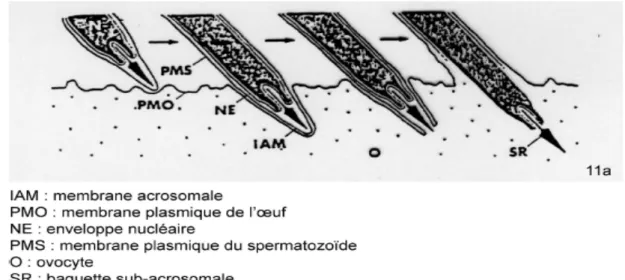 Figure n°9. Fusion entre la membrane plasmique des spermatozoïdes et la membrane plasmique ovocytaire  (Okamura et Shiyama 1978a)