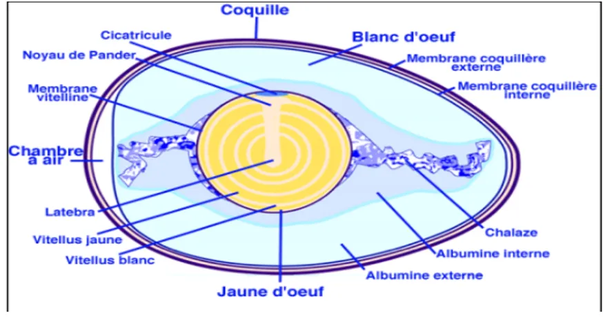 Figure n°18: Représentation schématique d'une coupe longitudinale d'un œuf de poule (Delaruc