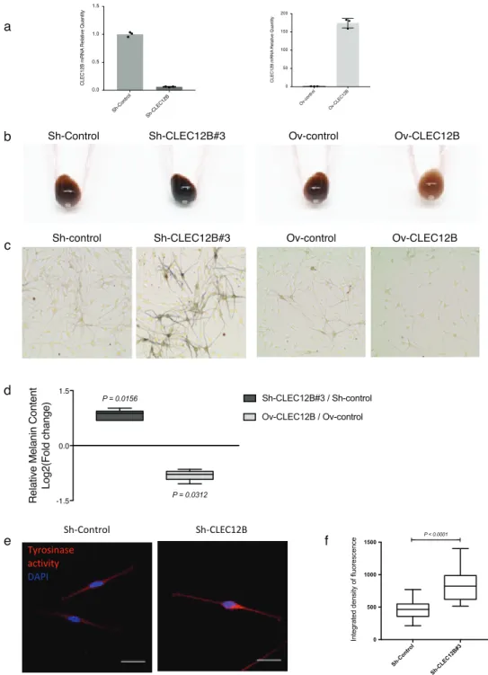 Figure 2. CLEC12B modulates melanogenesis in normal human melanocytes.