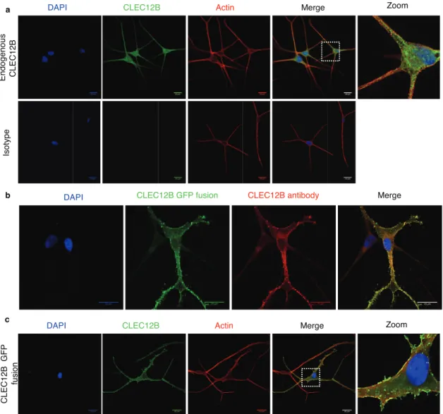Figure S1. Cytoplasmic and membrane subcellular localization of CLEC12B in melanocytes