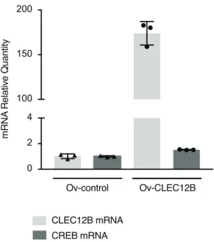 Figure S4. CLEC12B does not affect CREB transcriptional regulation