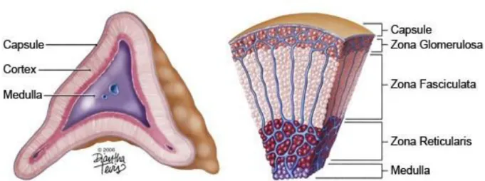 Figure  1  Schematic  drawing  of  the  adrenal  gland  and  the  adrenal  cortex.  Left :  Schematic  transection  of  an  adrenal  gland  showing  the  inner  medulla,  the  surrounding  cortex  and  the  envelopping  capsule