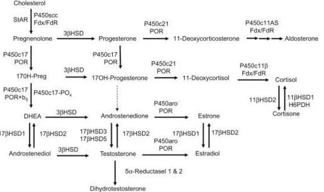 Figure 9 Enzymatic reactions involved in steroid hormone synthesis from cholesterol in human