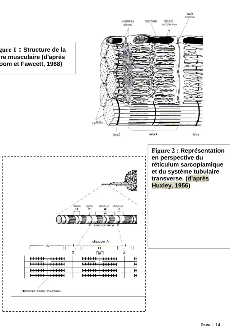 Figure 1  : Structure de la  fibre musculaire (d'après  Bloom et Fawcett, 1968) Figure 2 :  Représentation  en perspective du  réticulum sarcoplamique  et du système tubulaire transverse