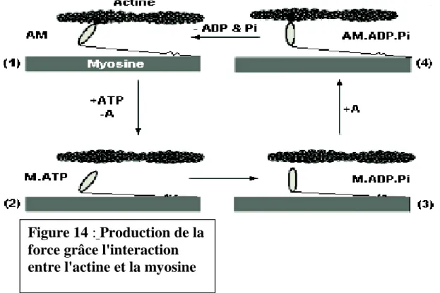 Figure 14 : Production de la  force grâce l'interaction  entre l'actine et la myosine 
