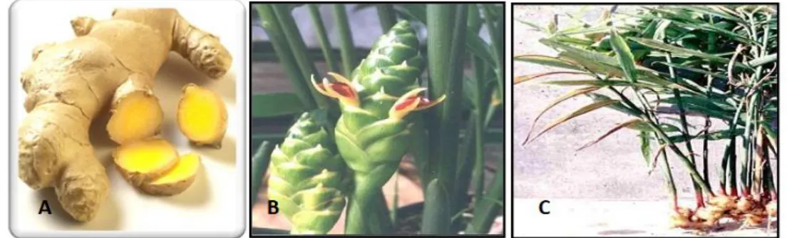 Figure n° 06  :   Zingiber officinale, (A) rhizome de gingembre, (B) fleure de gingembre (C)  aspect de la plante complète