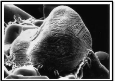 Figure I.3 : Cristaux anhydres du clinker [Bouglada, 2008]. 