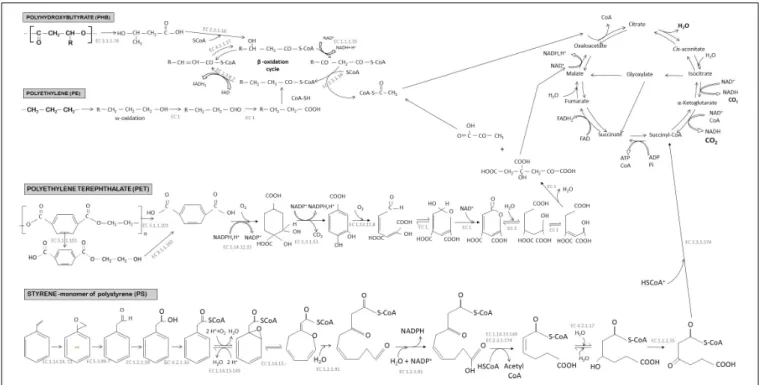 FIGURE 4 | Biodegradation pathways under aerobic conditions of three conventional plastics (polyethylene, polyethylene terephthalate, and polystyrene) and one biodegradable plastic (polyhydroxybutyrate)