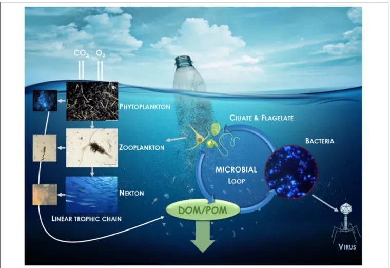 FIGURE 1 | Illustration of the potential impact of plastic in the regulatory role of carbon and nutrient cycles played by bacteria via the microbial loop