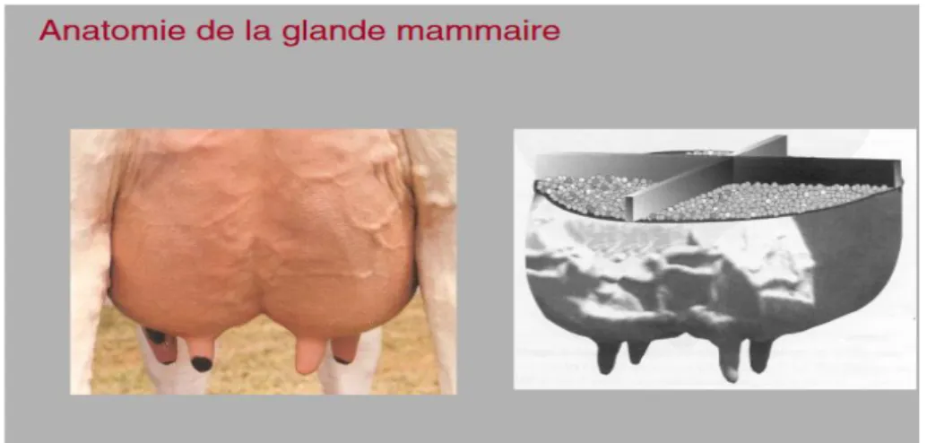 Figure 5  : Anatomie de la mamelle de vache (Pavaux, 1992).