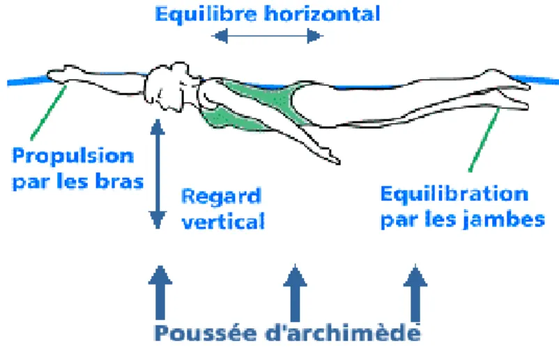 Figure 7. L’équilibre horizontal du nageur. 