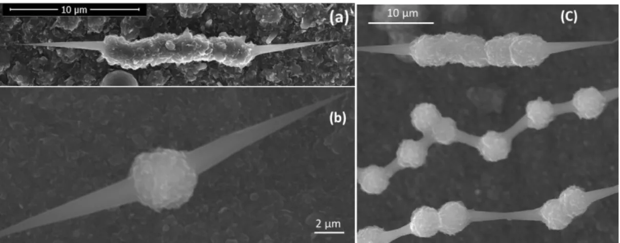 Figure 1. (a) Morphology of a "carbon nanocone" with a fiber segment. (b) Morphology of a 