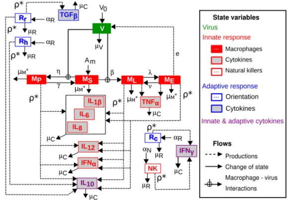 Figure 2. Conceptual model: state variables and flows without regulations. The state variables consist of: the free viral particles (V); the susceptible (M S ), phagocyting (M P ), latent (M L ) and excreting (M E ) macrophages; the natural killers (NK); t