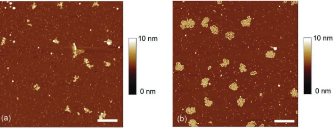 Figure 1. AFM images of M13 ssDNA–E. coli SSB on mica with a concentration ratio R [¼(SSB tetramers)/(nucleotides)] equal to 1/30 in (a) Tris 20 mM pH 7.5, NaCl 20 mM, MgCl 2 10 mM and, (b) Tris 20 mM pH 7.5, NaCl 20 mM, SpdCl 3 50 mM (scale bars 500 nm).
