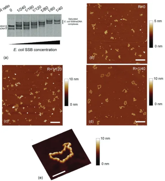 Figure 3. (a) Agarose gel electrophoresis of M13 ssDNA–E. coli SSB complexes formed in spermidine buﬀer Tris 20 mM pH 7.5, NaCl 300 mM, SpdCl 3 300 mM with increasing E