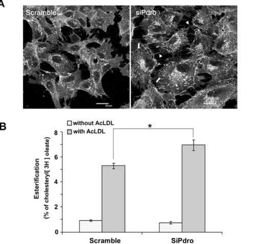 Figure 4. Pdro knockdown increases plasma membrane projections and cholesterol esterification