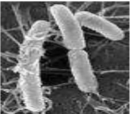 Figure 2: E. coli observés au microscope électronique (Ducluzeau, 2006). 