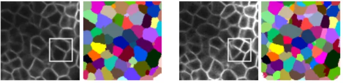 Fig. 1. Left, a sub-image extracted from a meristem volume with the associated cell segmentation