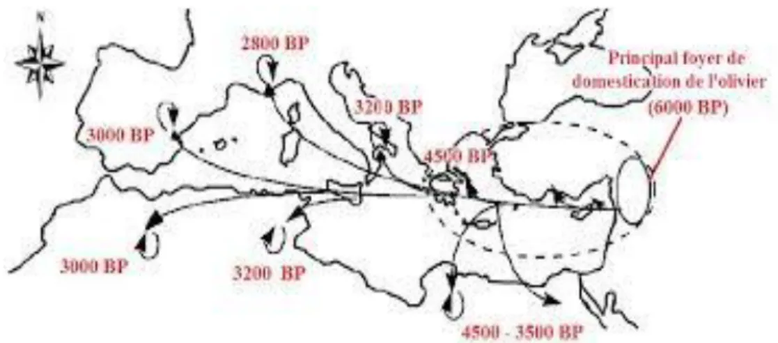 Figure 1 : Dissémination de l’olivier cultivé de l’Est à l’Ouest de la méditerranée  (B ESNARD , 2009) (BP : Befor-Present)