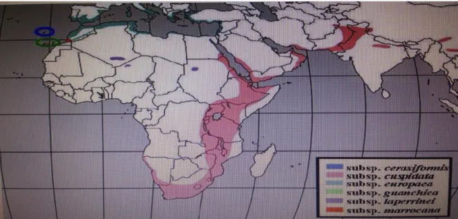 Figure 5 : Distribution naturelle du complexe Olea europea dans le monde (R UBIO DE  CASAS  et al., 2006) 