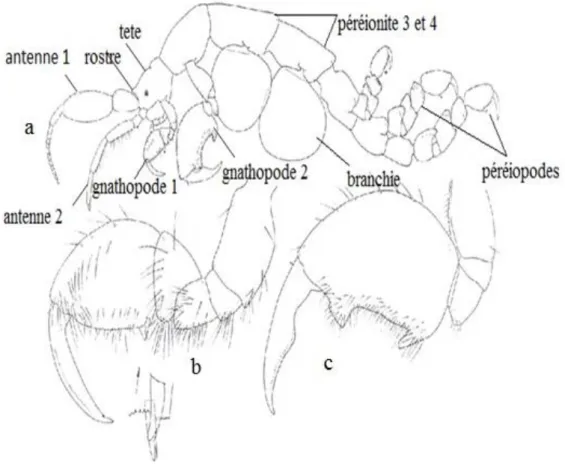 Figure 4 :  Morphologie d’une Caprelle Caprella Andreae Mayer, 1890. (D’après Ruffo et al., 1993 modifié )  a, Corps ; b, Gnathopode 1 ; c, Gnathopode 2