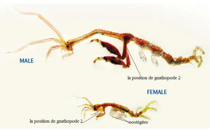 Figure 5 : Les critères de différenciations entre les 2 sexes des Caprelles, ex : Caprella mutica   (Pappal et al., 2013 modifié)