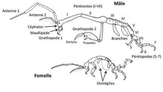 Figure 6 : Morphologie externe de Caprella Mutica (Turcotte, 2009). 