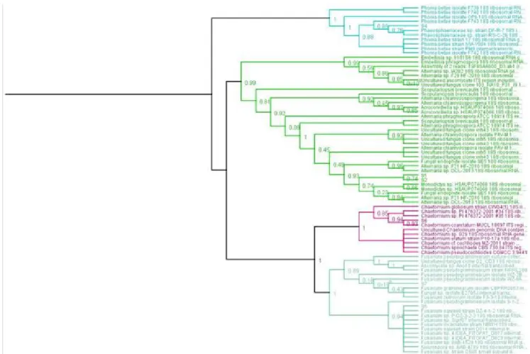 Table 2 : Summary of the fungal endophytic community associated with roots plants growing in salt environments.
