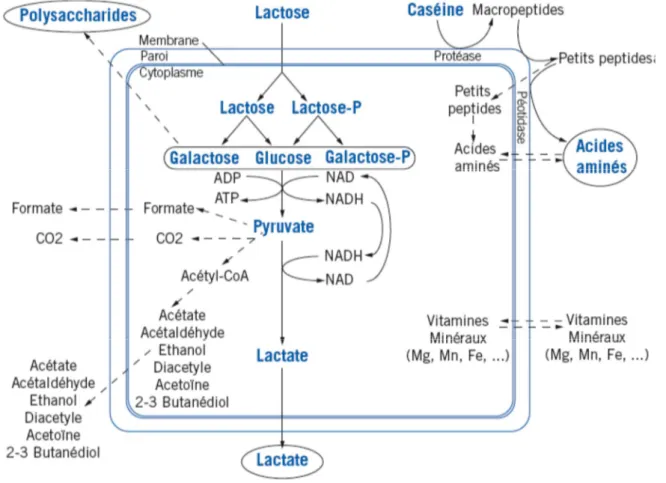 Figure  01 : Représentation schématique des principales voies métaboliques des bactéries lactiques ayant des impacts technologique (dellaglio et al., 1994).