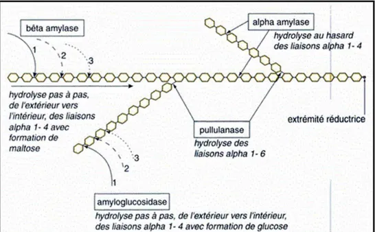 Figure 10 : Mécanismes d’action des enzymes amylolytiques (Pierre, 2000). 