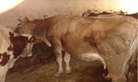 Fig. 2 : La race Holstein (Bendiab, 2012). 
