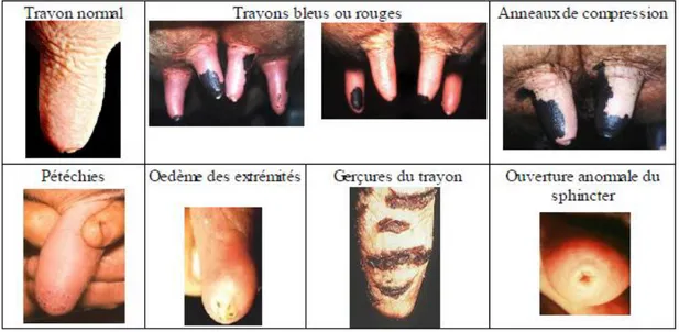 Fig. 20 : Lésions du trayon de type vasculaire (Durel et al., 2011 ). 