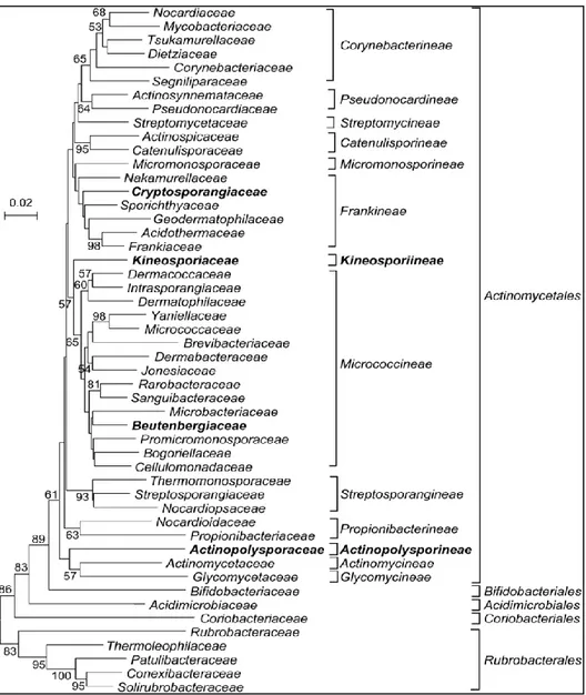 Fig. 1: Classification phylogénétique des Actinobacteria, basée sur les séquences du gène  codant d’ARNr 16S (Zhi, 2009)
