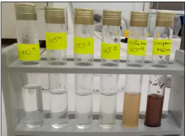 Fig. 16 : Présentation des différentes dilutions de suspensions du sol. 