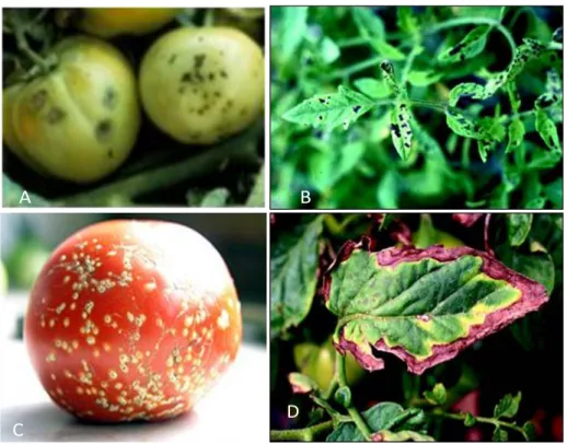 Figure III.5. Symptômes de maladies d’origine bactérienne affectant la tomate 