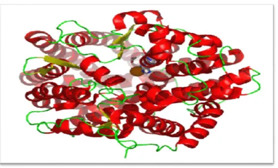 Figure 02 : Structure tridimensionnelle d’un métallo enzyme.                