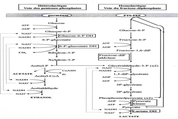 Figure 12.  Principales voies assurant le transport et le métabolisme du glucose par les  bactéries lactiques (Desmazeaud et De Roissart, 1994)