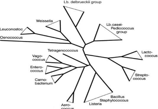 Figure 13. Schéma montrant l’arbre phylogénique des bactéries lactiques y compris des#