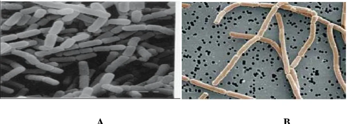 Figure 14. Morphologie de A: Lactobacillus casei and B: Lactobacillus acidophilus#