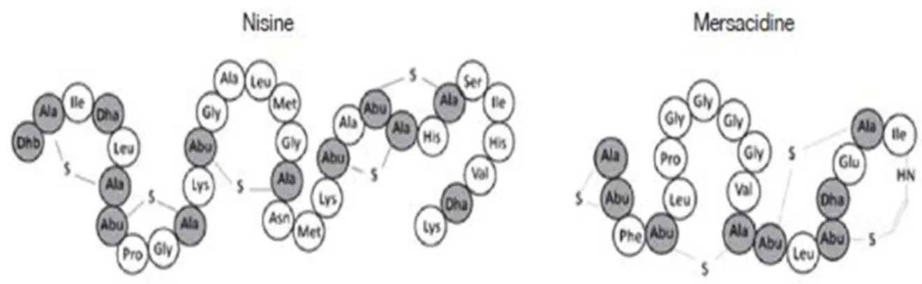 Figure 21. Séquence et structure de lantibiotiques de type A (nisin) et B (mersacidin)#