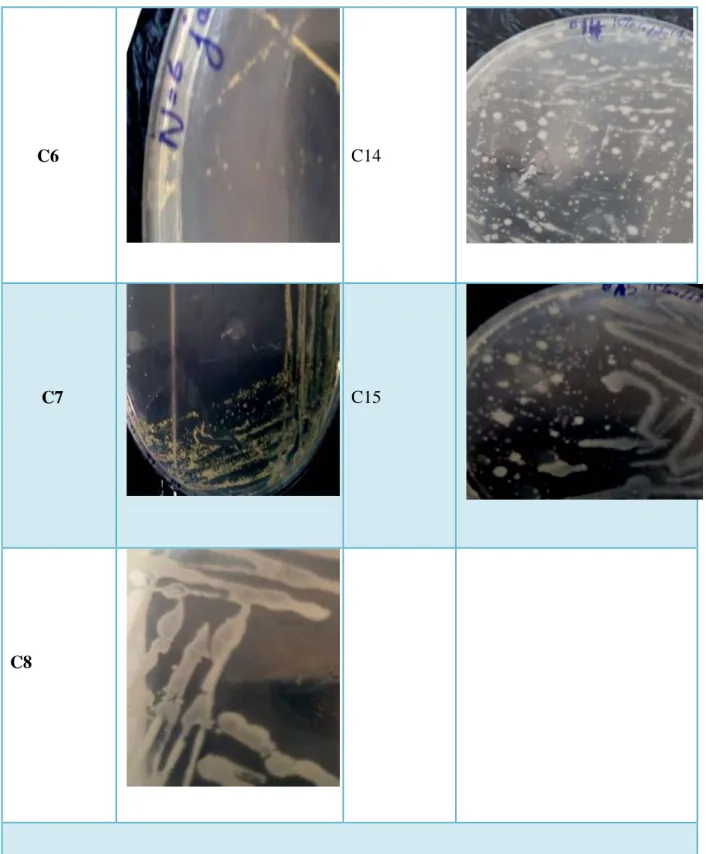 Figure 9 : aspect macroscopique des isolats 