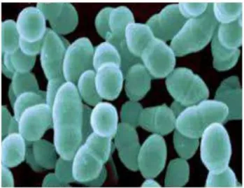 Figure 5Lactococcus lactis, au microscope électronique (Corrieu et Luquet, 2008). 