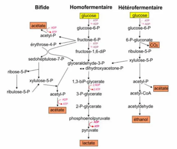 Figure 11Différents types de fermentation (Axelsson, 2004) 