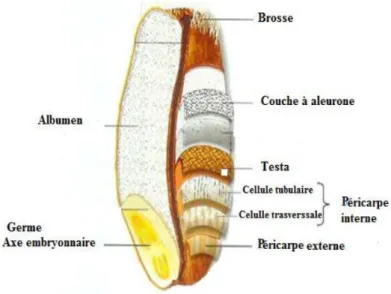 Figure 3: La structure et la composition du blé