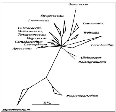 Figure 4: Arbre phylogénétique des principaux genres de bactéries lactiques et des genres associés, obtenu par analyse des  ARNr 16s(Stiles et Holzapfel, 1997).