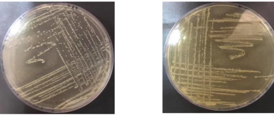 Figure 7: Aspect macroscopique des bactéries lactiques isolé sur milieu MRSm 