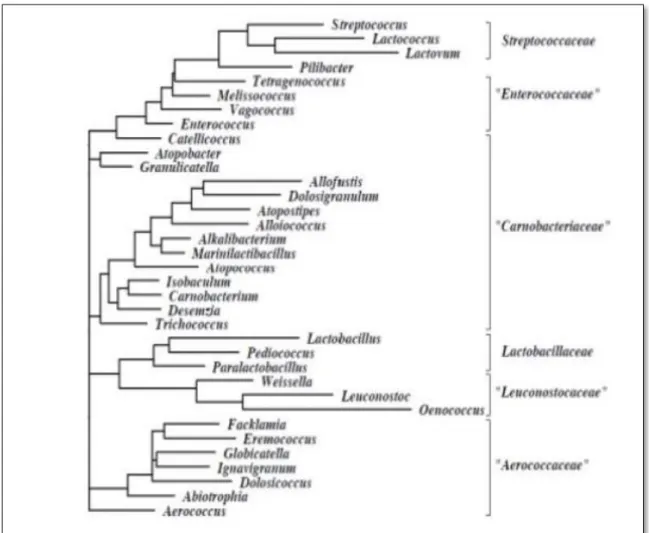 Figure 03: Dendrogramme illustrant les relations phylogénétiques de l’ordre « Lactobacillales » dans la  classe des « Bacilli » (De Vos et al., 2009)