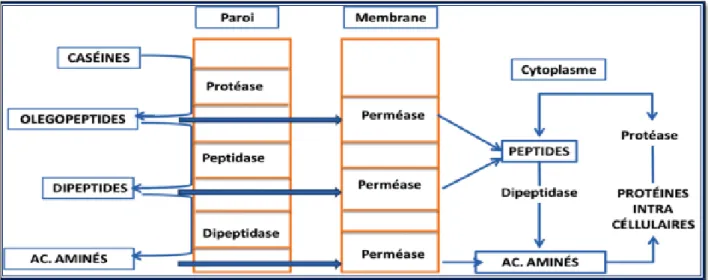 Figure 05: Protéolyse du lait par les bactéries lactiques (Leveau et al., 1993).